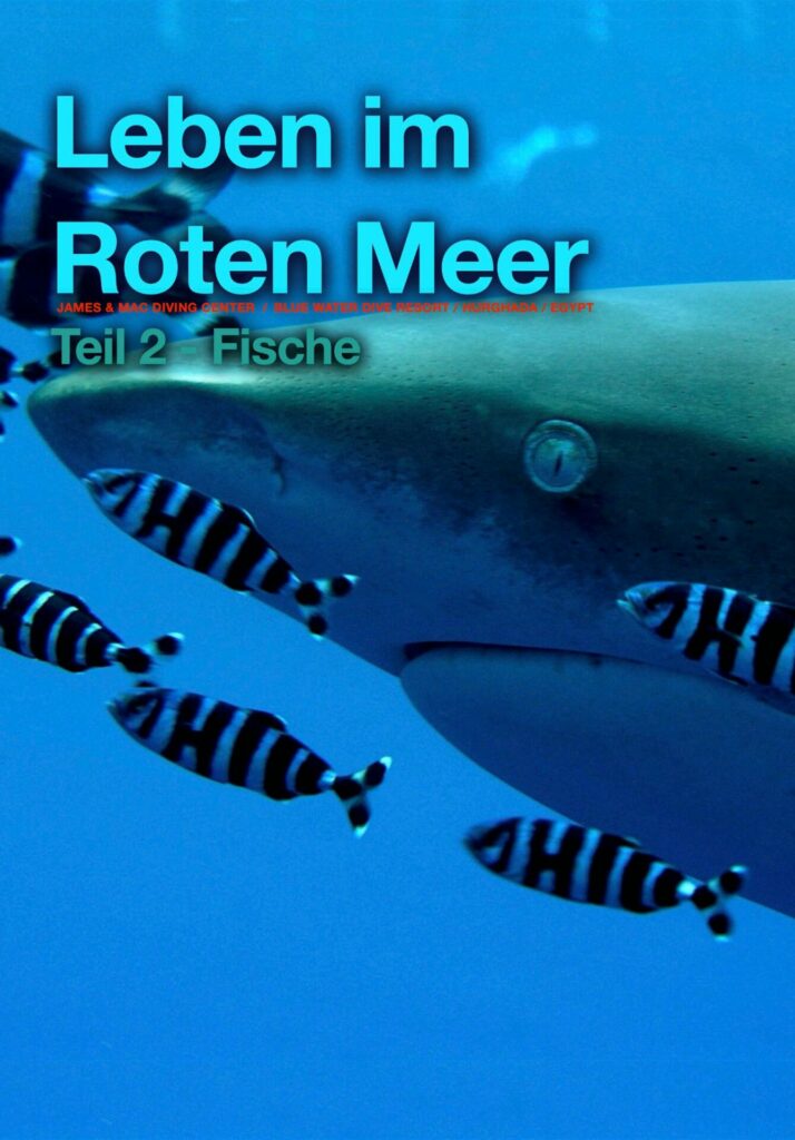 Download Leben im Roten Meer Fische