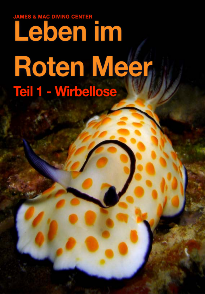 Download Buch Wirbellose Tiere