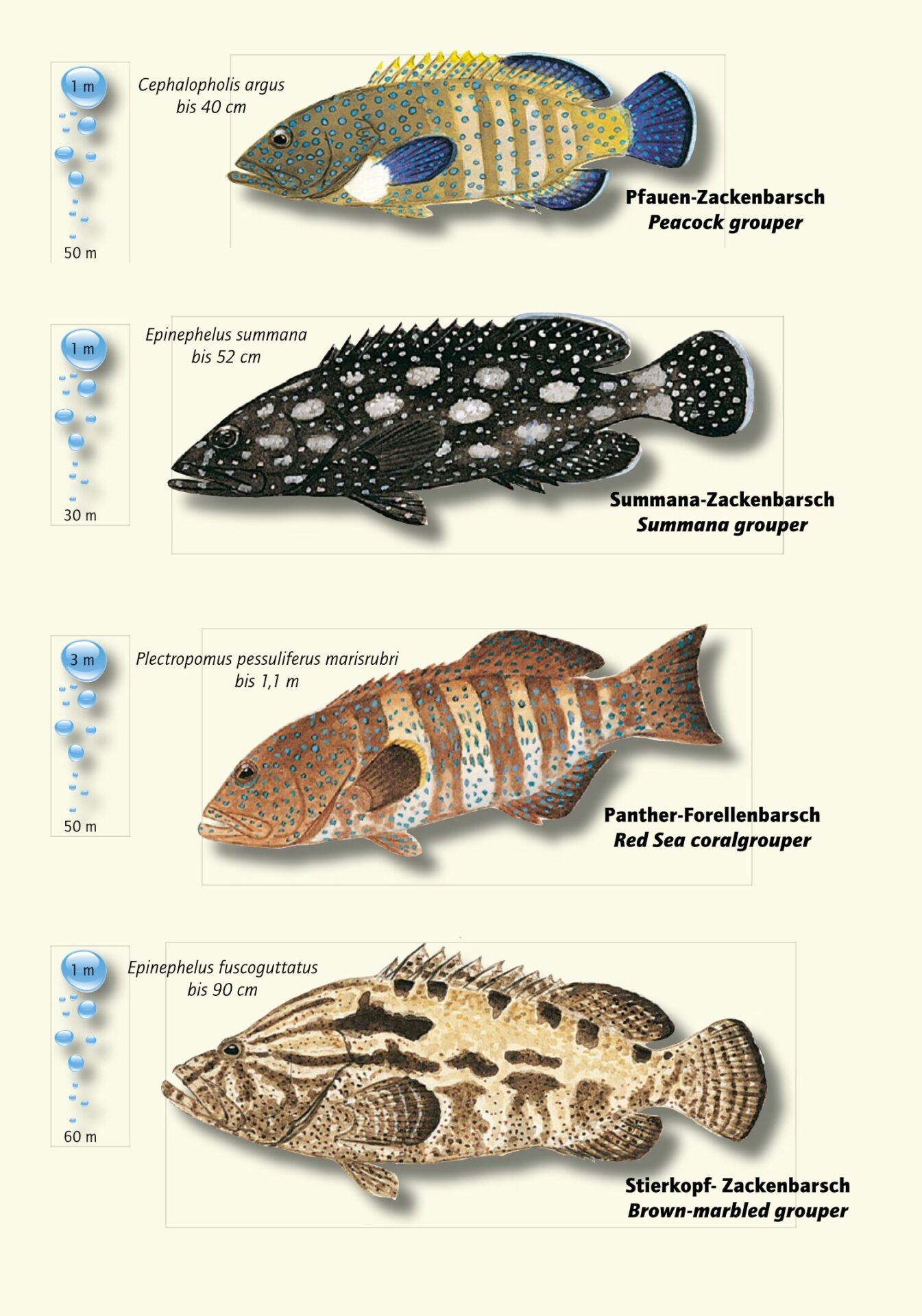 Fische im Roten Meer - Red Sea Partner