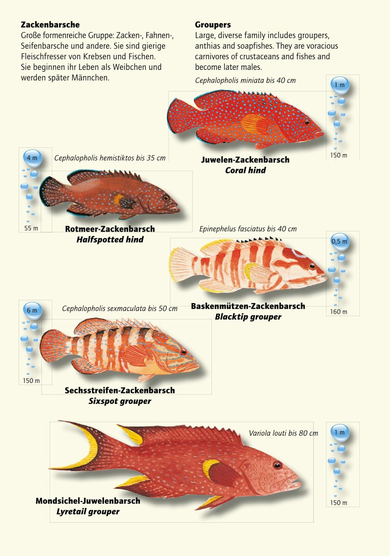 Fische im Roten Meer - Red Sea Partner
