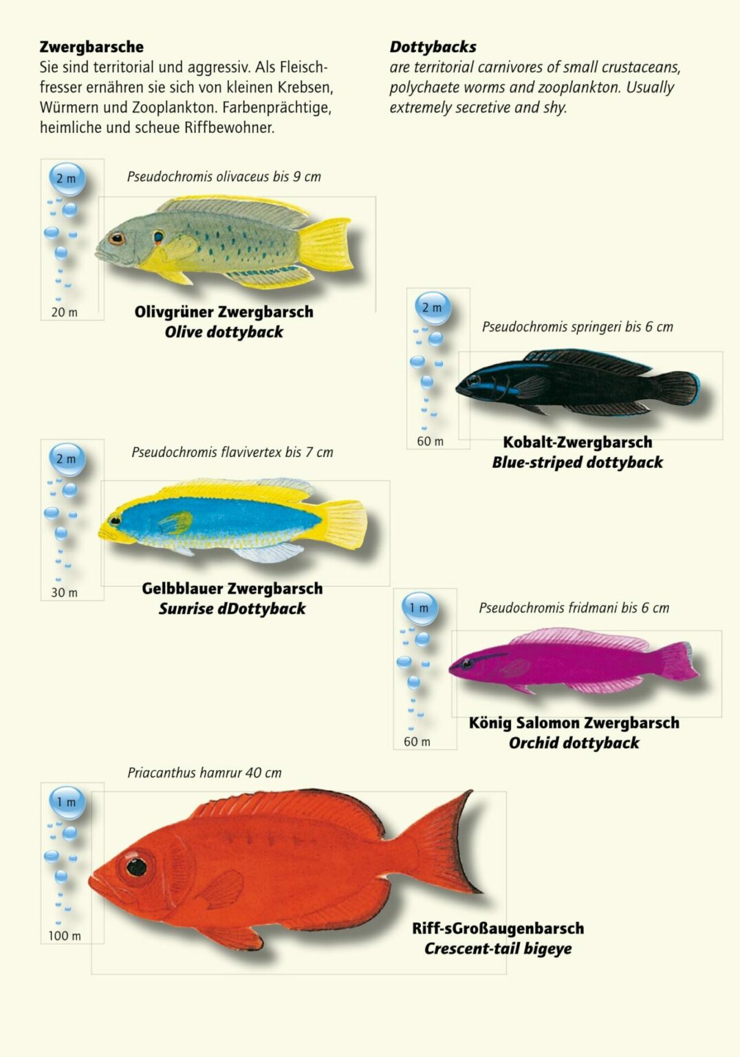 Fische im Roten Meer - Red Sea Partner